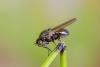 Calliopum sp.
